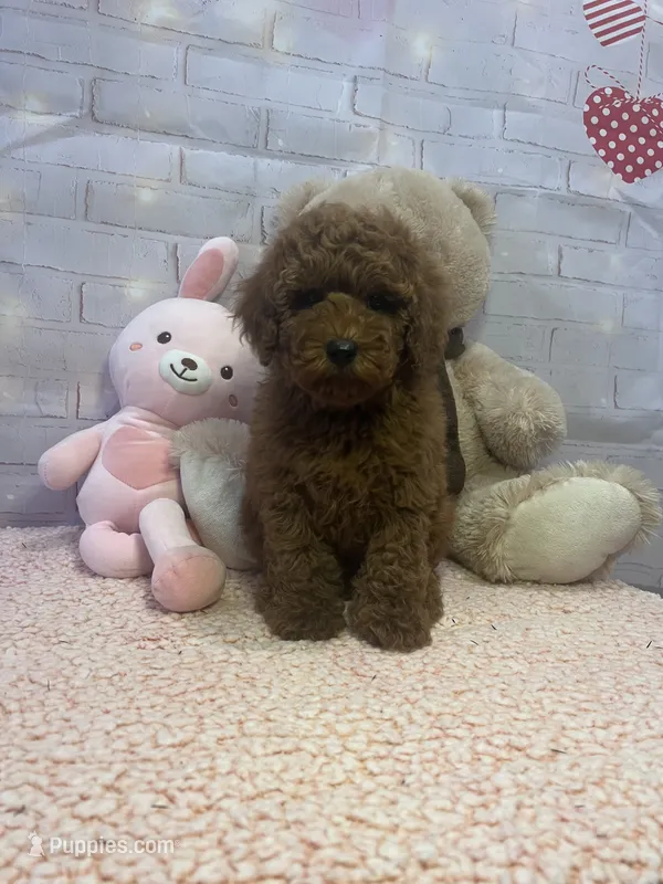 AKC-Latte – Poodle - Toy  puppy for sale in Miami, FL