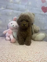 AKC-Latte, a male Poodle - Toy  for sale in Miami, FL – 1 of 10