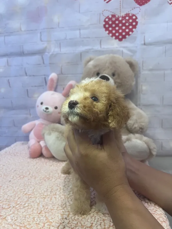 AKC-Millie – Poodle - Toy  puppy for sale in Miami, FL