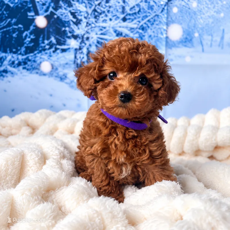 AKC-Yumi – Poodle - Toy  puppy for sale in Miami, FL