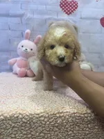 AKC-Millie, a female Poodle - Toy  for sale in Miami, FL – 6 of 7