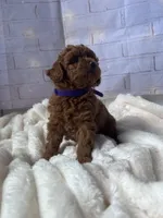 AKC-Yumi, a female Poodle - Toy  for sale in Miami, FL – 10 of 10