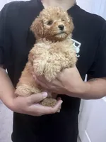 AKC-Elle, a female Poodle - Toy  for sale in Miami, FL – 5 of 8