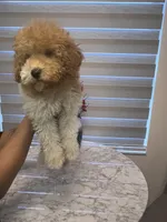 AKC-Marble, a male Poodle - Toy  for sale in Miami, FL – 5 of 10