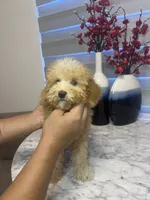 AKC-Millie, a female Poodle - Toy  for sale in Miami, FL – 8 of 10