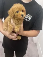 AKC-Mochi, a male Poodle - Toy  for sale in Miami, FL – 6 of 7