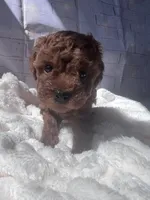 AKC-Zoey, a female Poodle - Toy  for sale in Miami, FL – 4 of 8