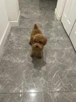AKC-Mochi, a male Poodle - Toy  for sale in Miami, FL – 7 of 8