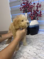AKC-Millie, a female Poodle - Toy  for sale in Miami, FL – 7 of 10