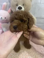 AKC-Latte, a male Poodle - Toy  for sale in Miami, FL – 4 of 10