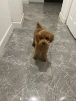 AKC-Mochi, a male Poodle - Toy  for sale in Miami, FL – 8 of 8
