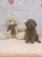 AKC-Latte, a male Poodle - Toy  for sale in Miami, FL – 4 of 10