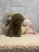 AKC-Latte, a male Poodle - Toy  for sale in Miami, FL – 6 of 10