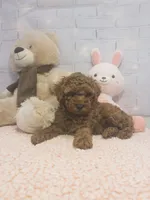 AKC-Latte, a male Poodle - Toy  for sale in Miami, FL – 2 of 10