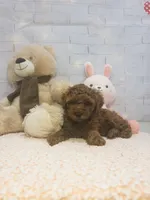 AKC-Latte, a male Poodle - Toy  for sale in Miami, FL – 3 of 10