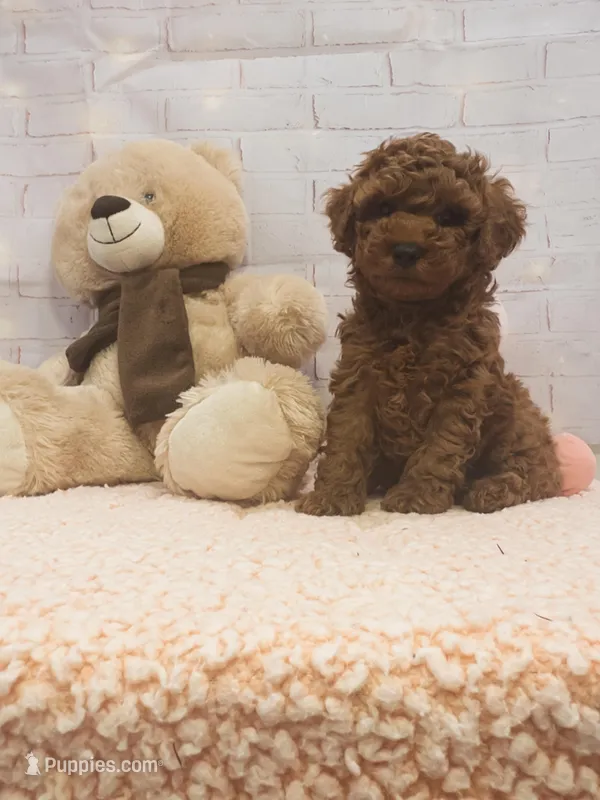 AKC-Latte – Poodle - Toy  puppy for sale in Miami, FL