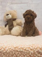 AKC-Latte, a male Poodle - Toy  for sale in Miami, FL – 1 of 10