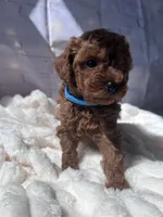 AKC-Zoey, a female Poodle - Toy  for sale in Miami, FL – 3 of 8