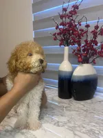 AKC-Marble, a male Poodle - Toy  for sale in Miami, FL – 7 of 10