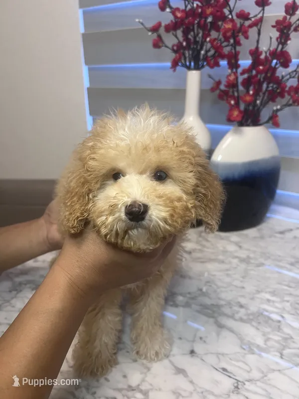 AKC-Millie – Poodle - Toy  puppy for sale in Miami, FL