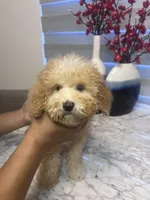 AKC-Millie, a female Poodle - Toy  for sale in Miami, FL – 1 of 10