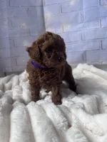 AKC-Yumi, a female Poodle - Toy  for sale in Miami, FL – 7 of 10