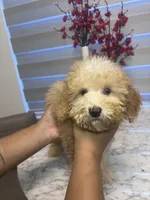 AKC-Millie, a female Poodle - Toy  for sale in Miami, FL – 9 of 10