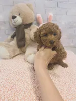 AKC-Mocha, a female Poodle - Toy  for sale in Miami, FL – 4 of 6