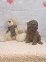 AKC-Latte, a male Poodle - Toy  for sale in Miami, FL – 8 of 10