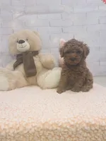 AKC-Latte, a male Poodle - Toy  for sale in Miami, FL – 7 of 10