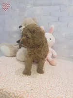 AKC-Mocha, a female Poodle - Toy  for sale in Miami, FL – 2 of 6