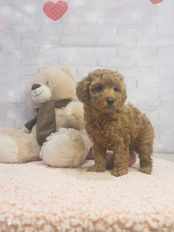 AKC-Mocha – Poodle - Toy  puppy for sale in Miami, FL