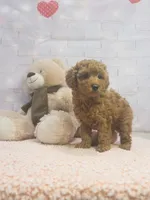 AKC-Mocha, a female Poodle - Toy  for sale in Miami, FL – 1 of 6