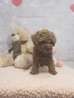 AKC-Latte, a male Poodle - Toy  for sale in Miami, FL – 5 of 10
