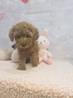 AKC-Mocha, a female Poodle - Toy  for sale in Miami, FL – 3 of 6