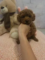 AKC-Mocha, a female Poodle - Toy  for sale in Miami, FL – 5 of 6