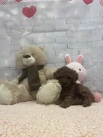AKC-Latte, a male Poodle - Toy  for sale in Miami, FL – 9 of 10