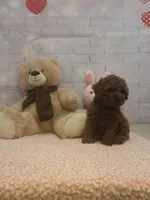 AKC-Latte, a male Poodle - Toy  for sale in Miami, FL – 10 of 10