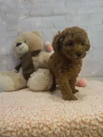 AKC-Mocha, a female Poodle - Toy  for sale in Miami, FL – 6 of 6