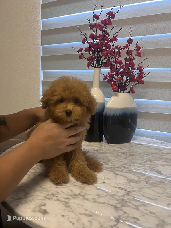 AKC-Mochi – Poodle - Toy  puppy for sale in Miami, FL