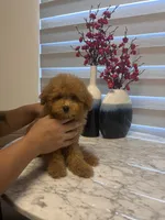 AKC-Mochi, a male Poodle - Toy  for sale in Miami, FL – 1 of 8