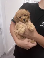 AKC-Elle, a female Poodle - Toy  for sale in Miami, FL – 7 of 8