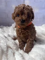 AKC-Teemo, a female Poodle - Toy  for sale in Miami, FL – 2 of 10