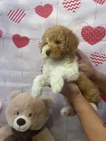 AKC-Marble, a male Poodle - Toy  for sale in Miami, FL – 1 of 9