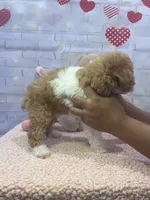 AKC-Marble, a male Poodle - Toy  for sale in Miami, FL – 7 of 9