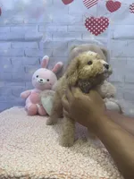 AKC-Millie, a female Poodle - Toy  for sale in Miami, FL – 3 of 7