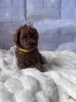 AKC-Lumi, a female Poodle - Toy  for sale in Miami, FL – 6 of 8