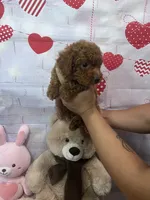 AKC-Milo, a male Poodle - Toy  for sale in Miami, FL – 7 of 7