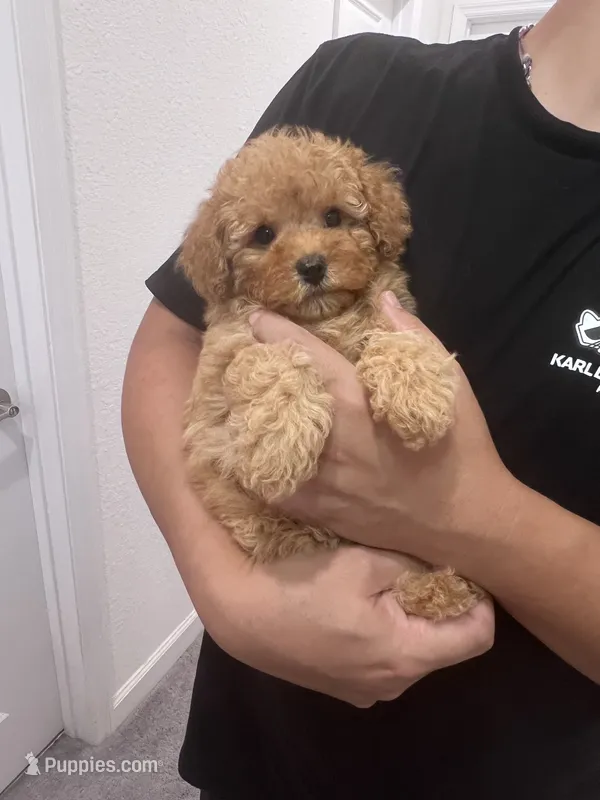 AKC-Elle – Poodle - Toy  puppy for sale in Miami, FL