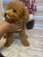 AKC-Mochi, a male Poodle - Toy  for sale in Miami, FL – 4 of 8